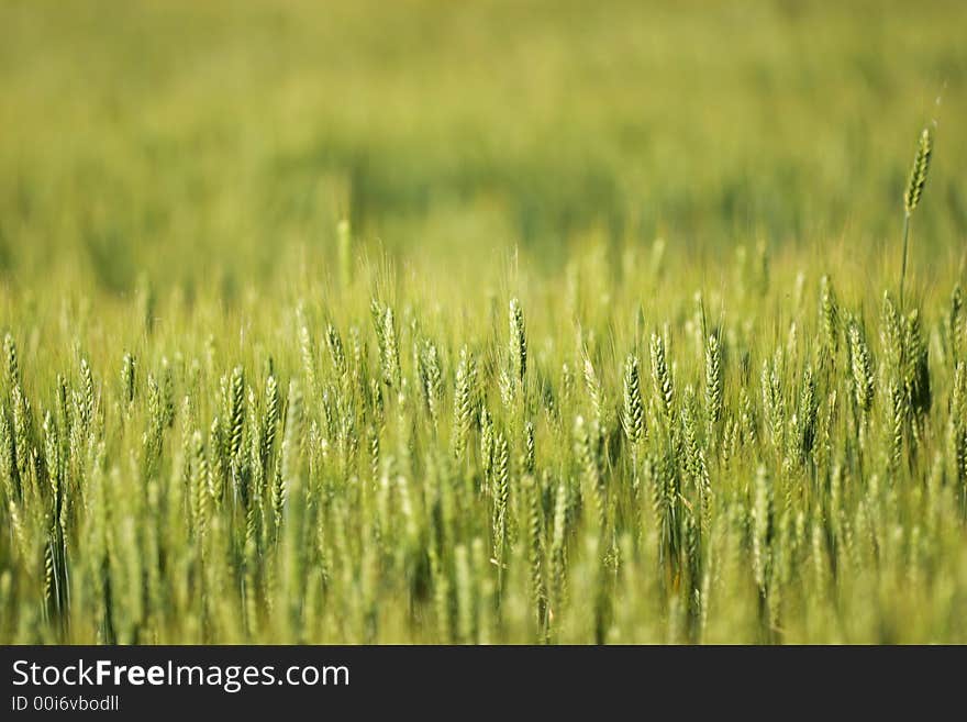 Jung grain agricultural field in spring. Jung grain agricultural field in spring