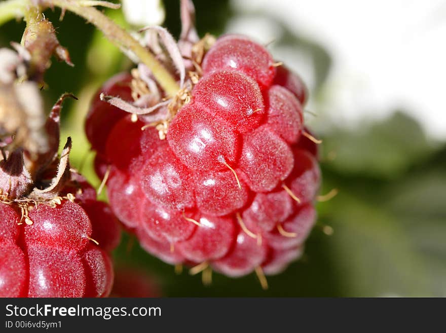 Some raspberries in the garden. Some raspberries in the garden