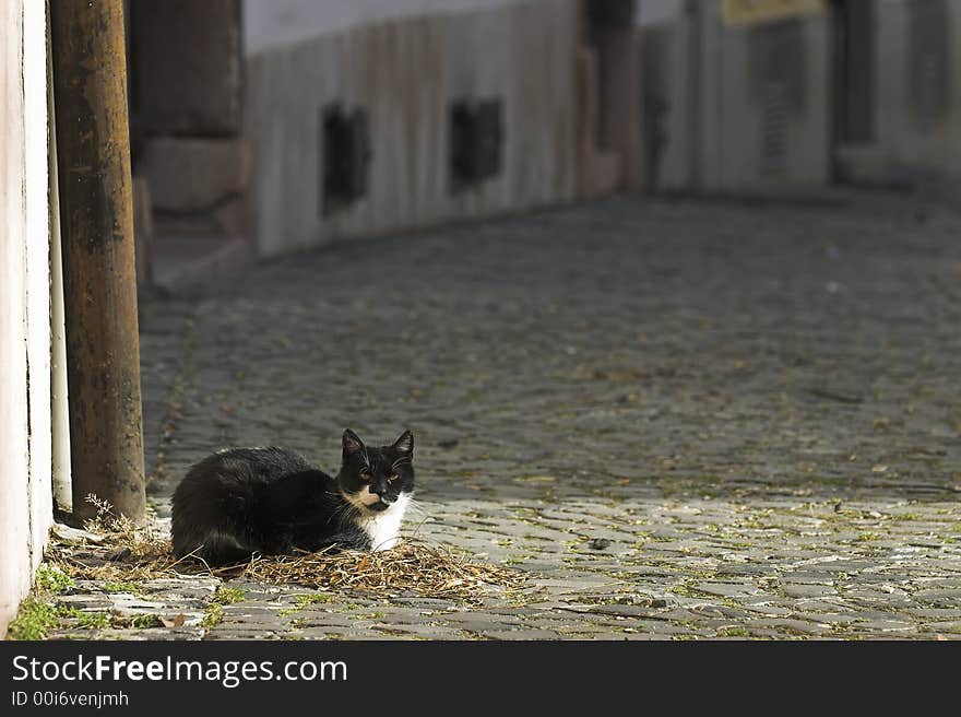 A black and white cat in a medieval city, Győr, Hungary. A black and white cat in a medieval city, Győr, Hungary