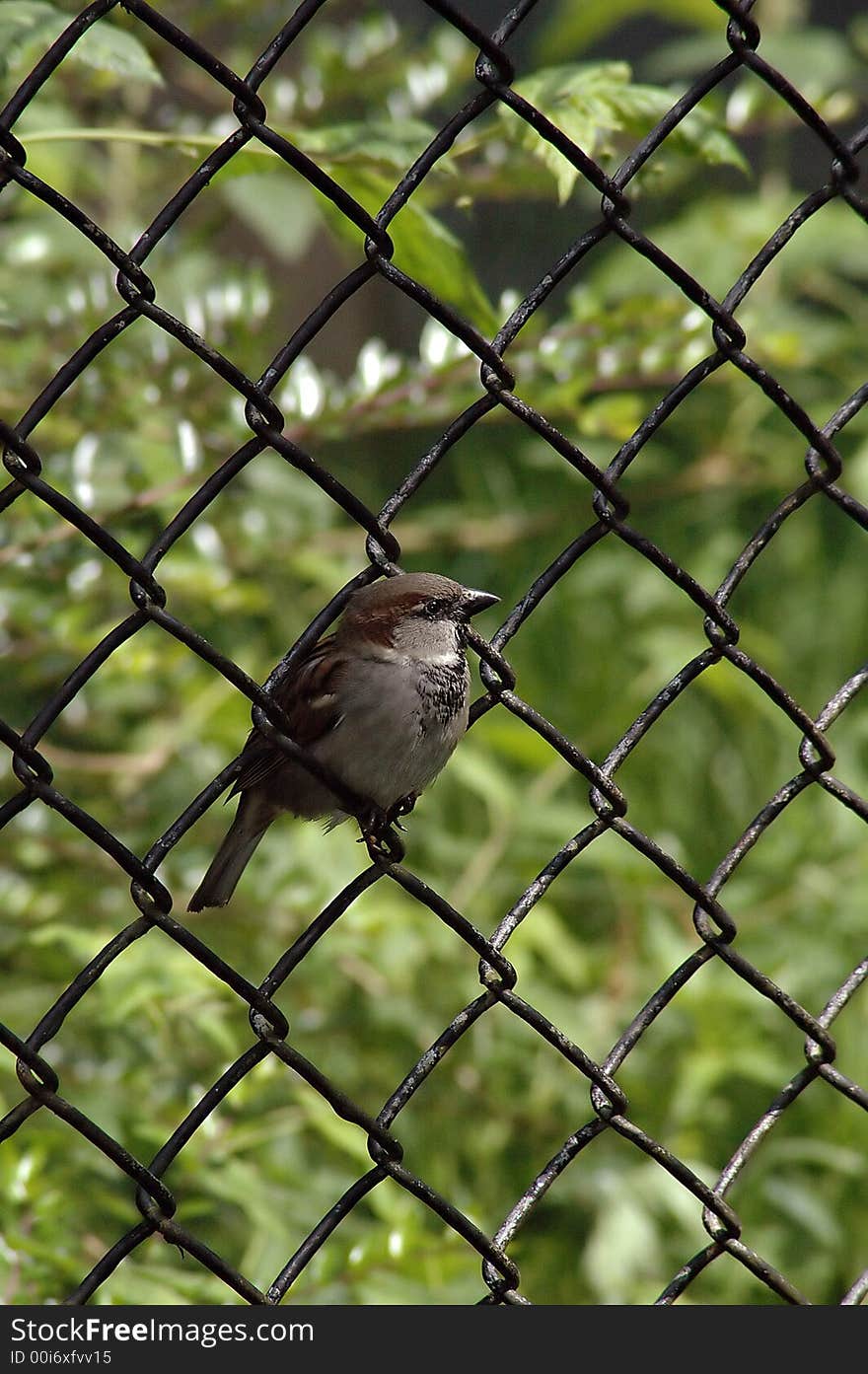 Little sparrow