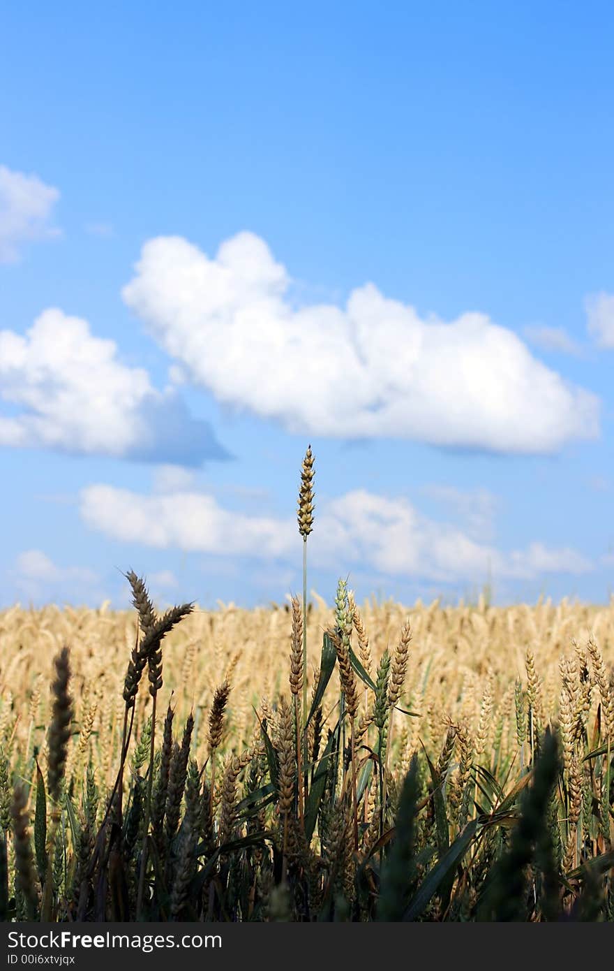 Wheatenculm