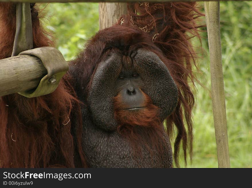 Orangutan hanging from swing at zoo. Orangutan hanging from swing at zoo