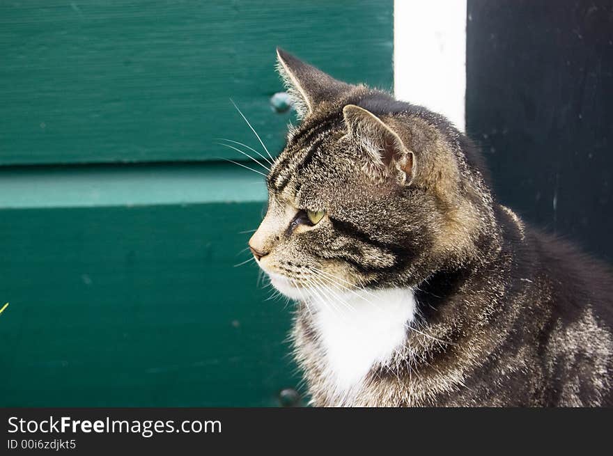 Farm cat