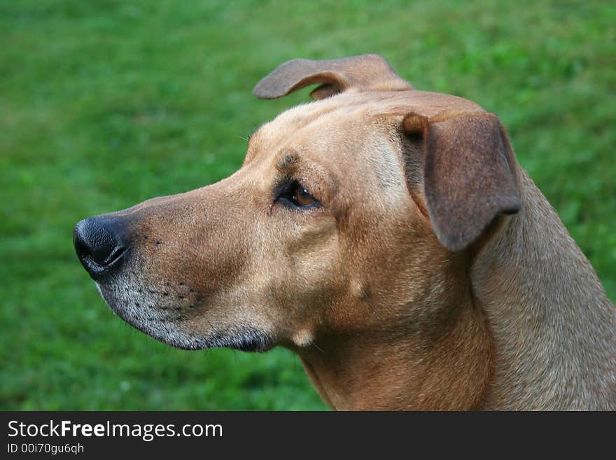 Rhodesian ridgeback