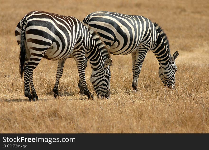 Two Zebras Grazing in Tanzania at Ngorongoro National Park