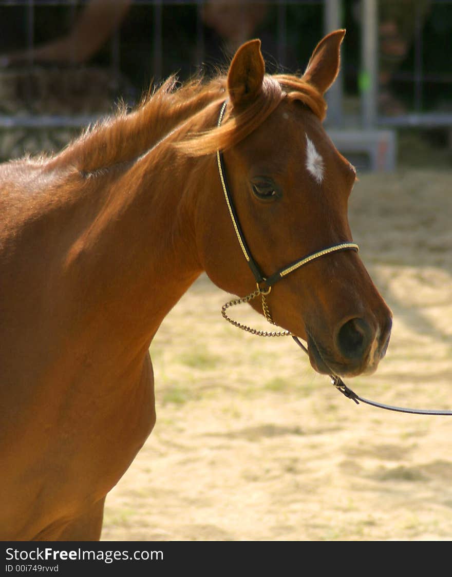 Photo of a horse wearing a harness. Photo of a horse wearing a harness.