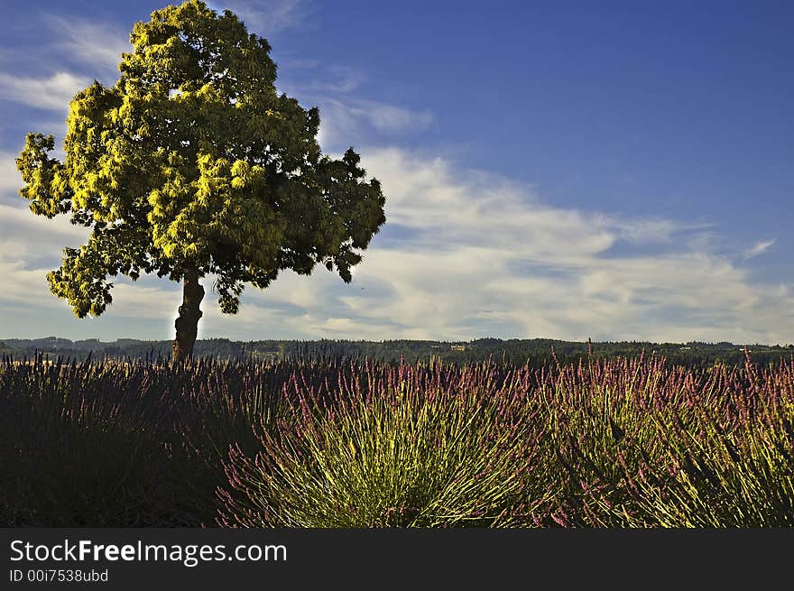 Bright Oregon field with bright blue sky. Bright Oregon field with bright blue sky