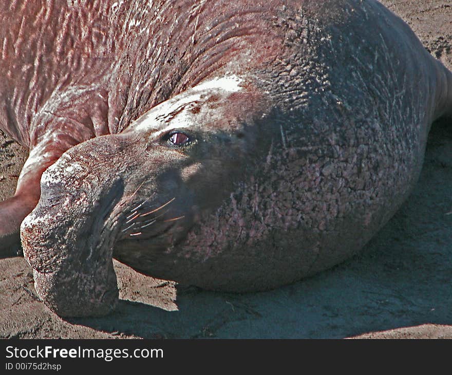 Close up of a male elephant seal resting on a beach