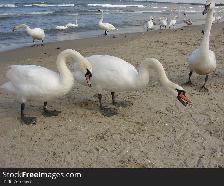 Swans on the beach