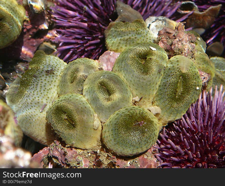 Green anemones amongst the purple urchins in a small tide pool in Fitzgerald Marine Reserve, Moss Beach, CA. Green anemones amongst the purple urchins in a small tide pool in Fitzgerald Marine Reserve, Moss Beach, CA