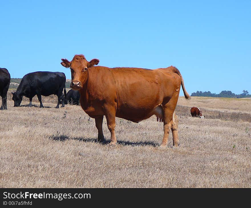 Brown cow in a dry field. Brown cow in a dry field