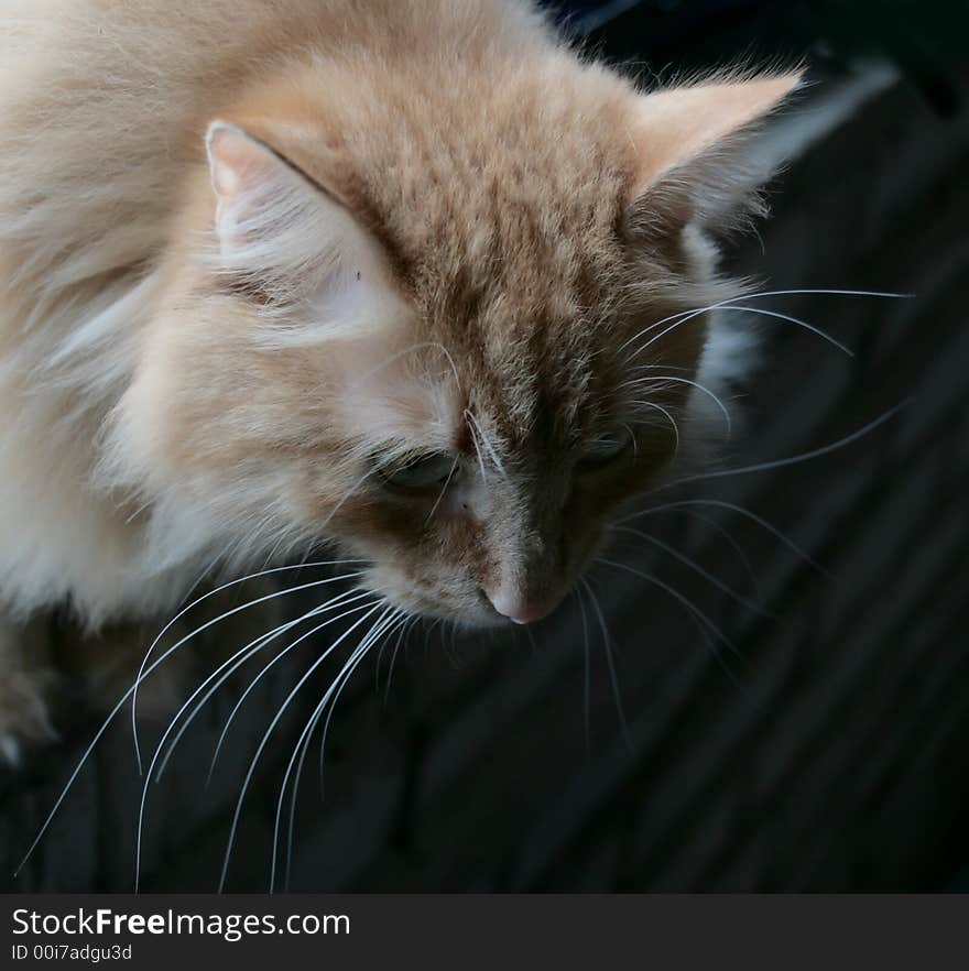 The young cat with long moustaches hunts in darkness