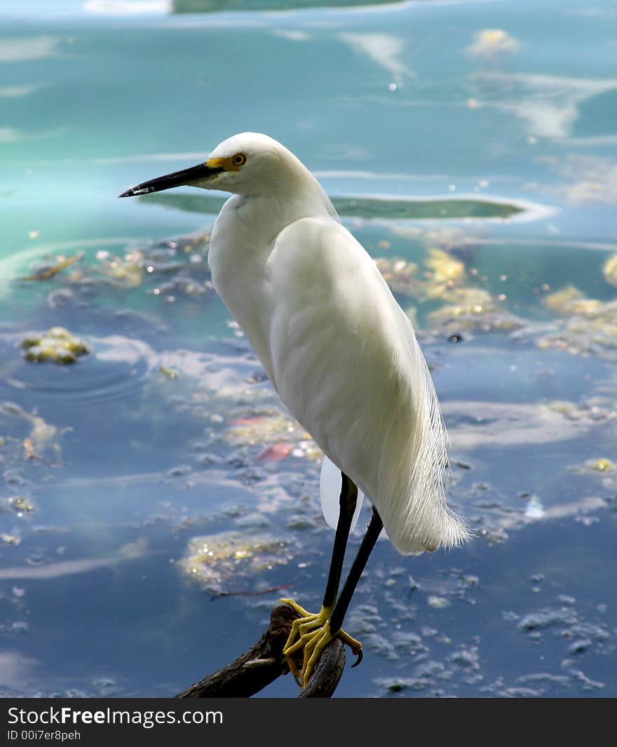 Snowy egret (Egretta thula) wading in Lake Eola in Orlando, Florida