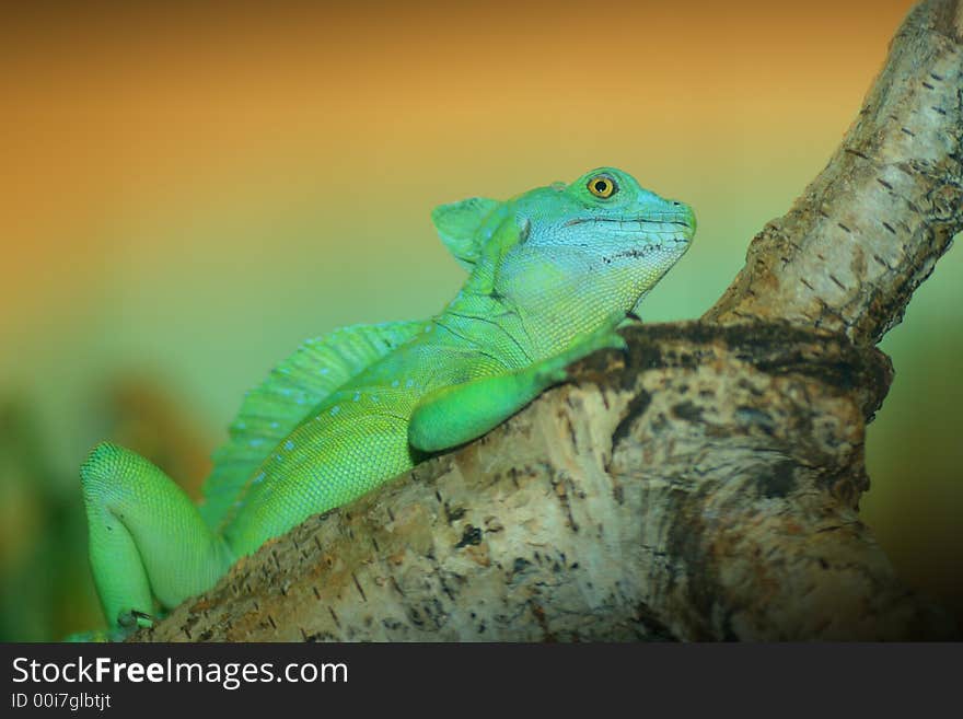 Green basilisk lizard shot in terrarium