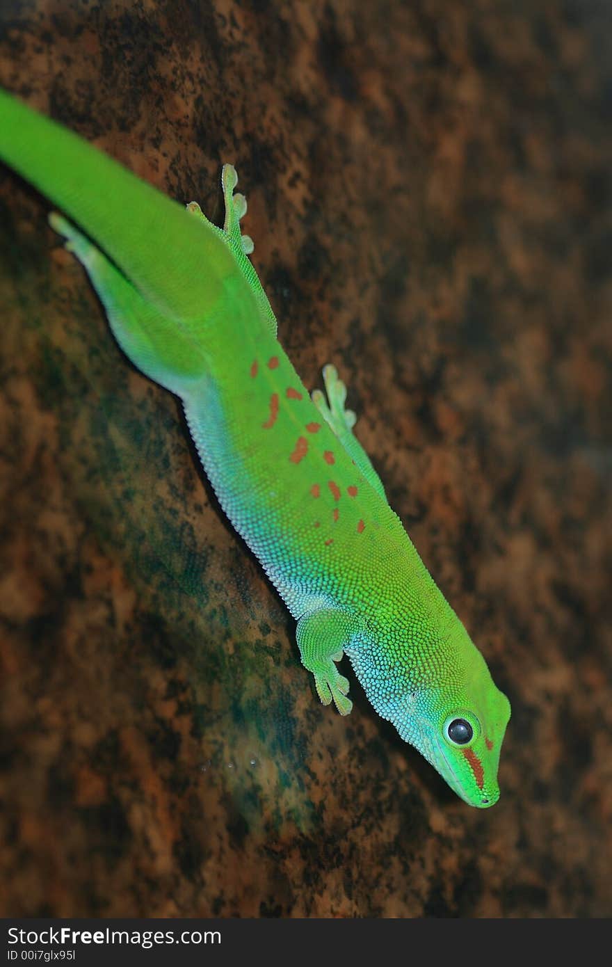 Green gecko lizard shot in terrarium