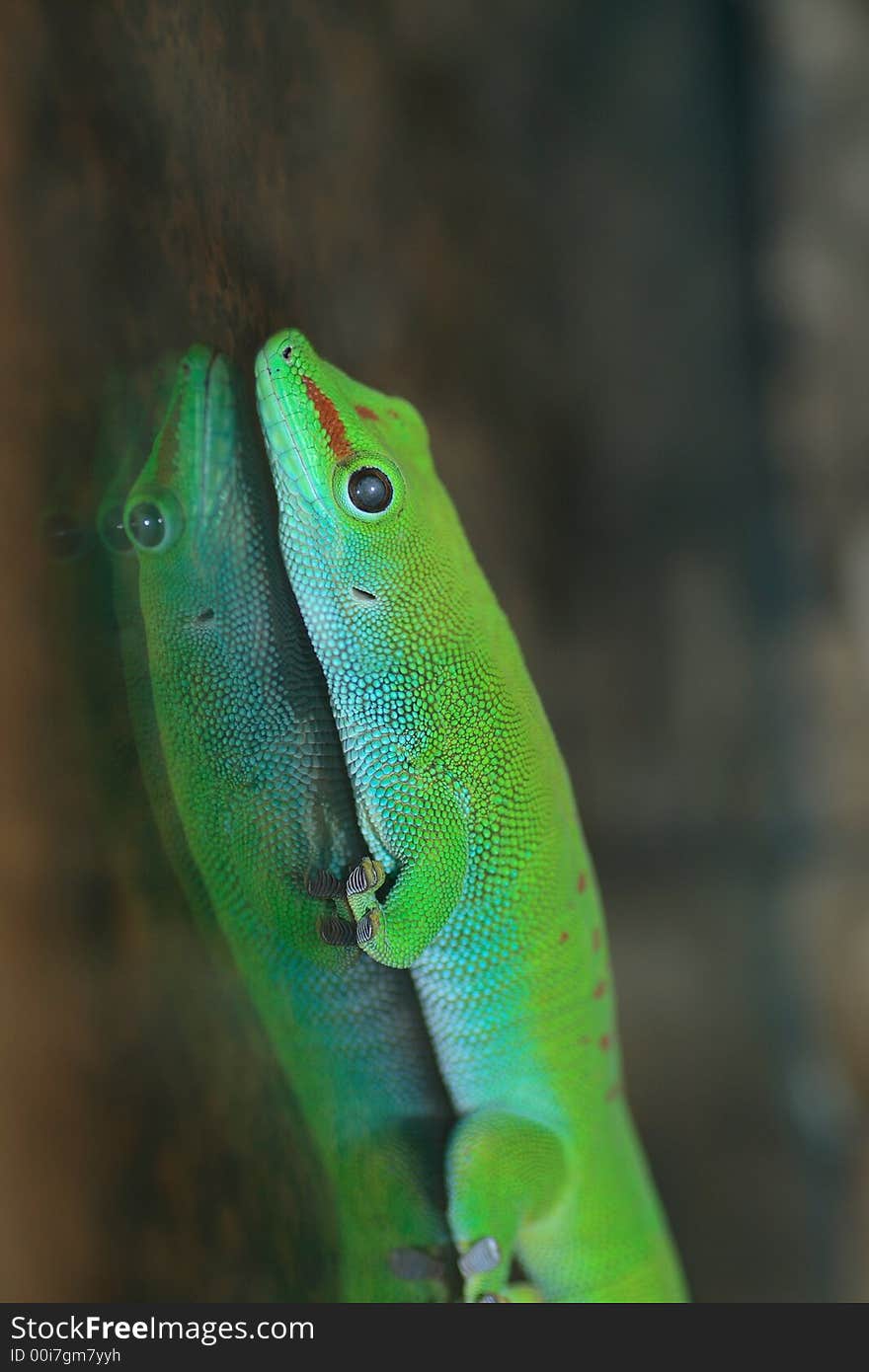 Green gecko lizard shot in terrarium