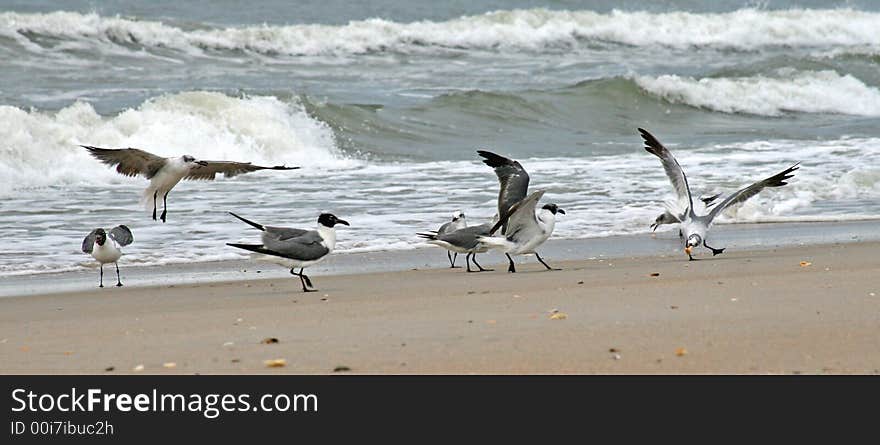 Sea gulls at water's edge