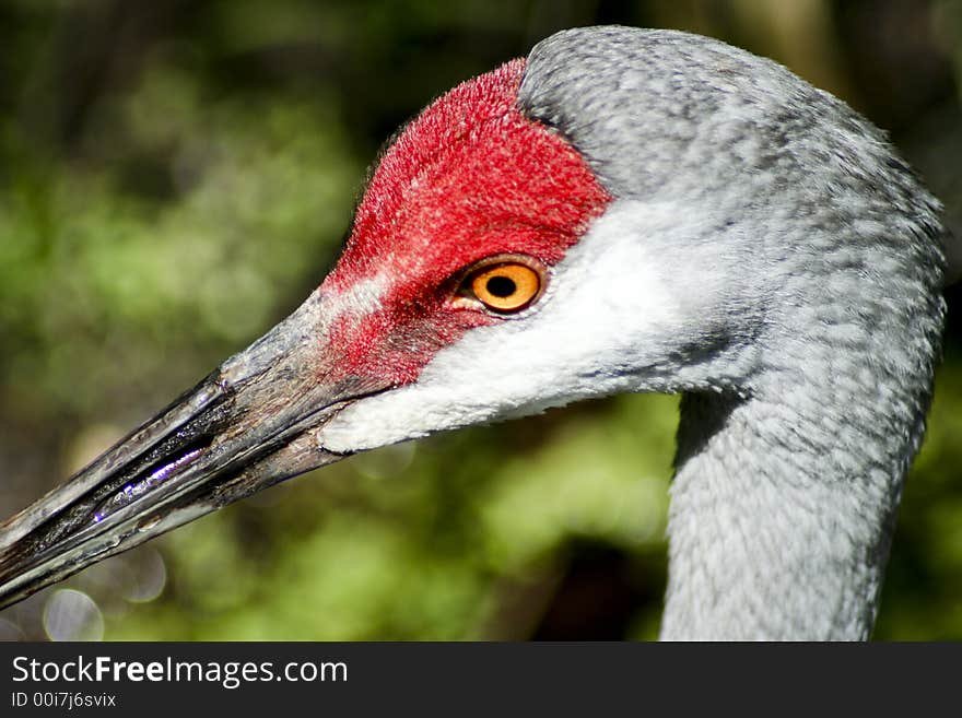 Beautiful stork-like bird with a bright red face.