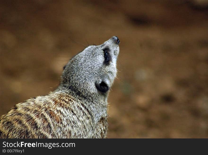 Meerkat