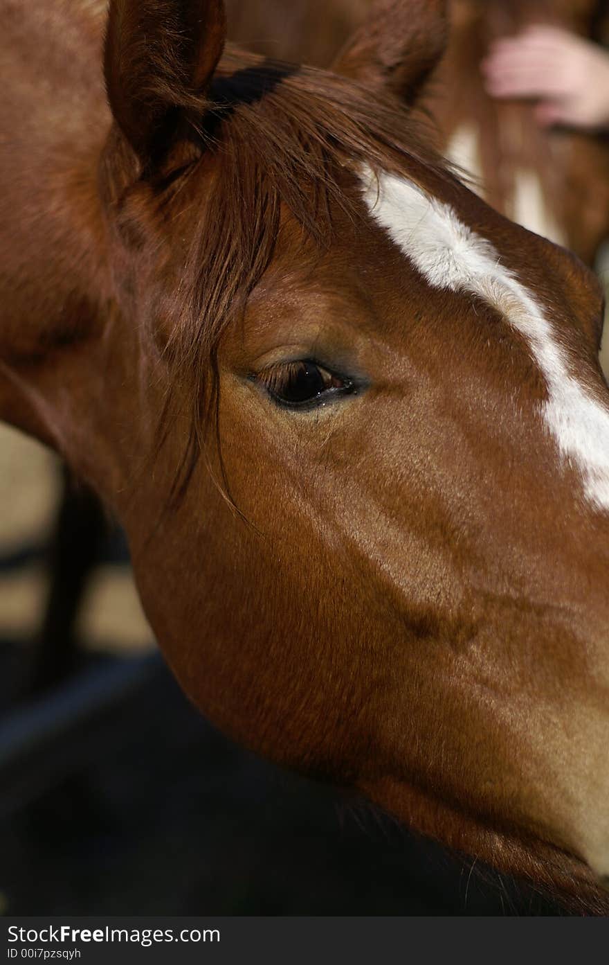 A Horse In A Farm