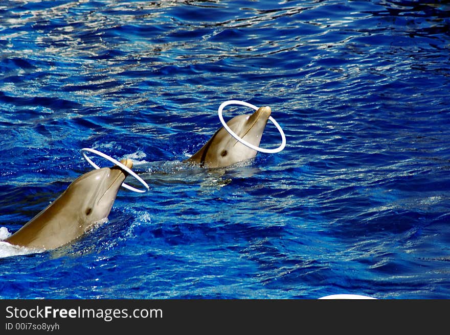 Dolphin Juggling