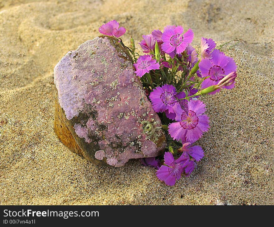 Pink on sand near the stone