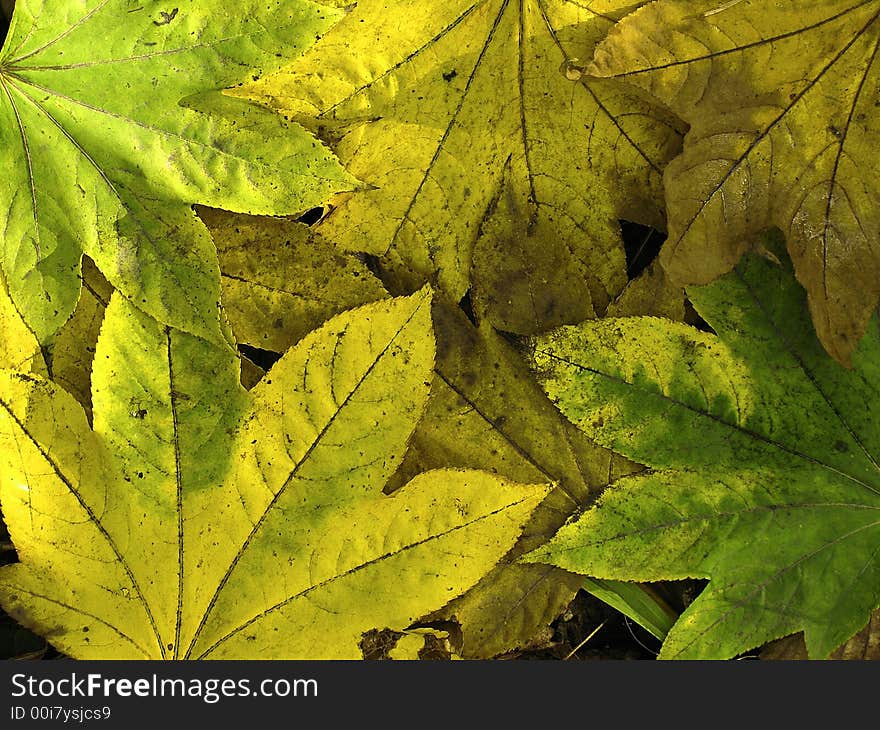 Background from many colored leaves in autumn forest