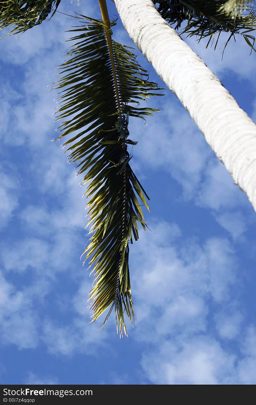 Palm trees against blue sky