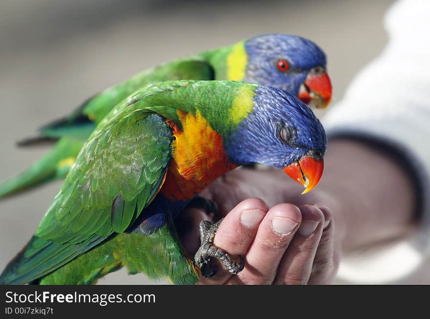 lorikeets eating