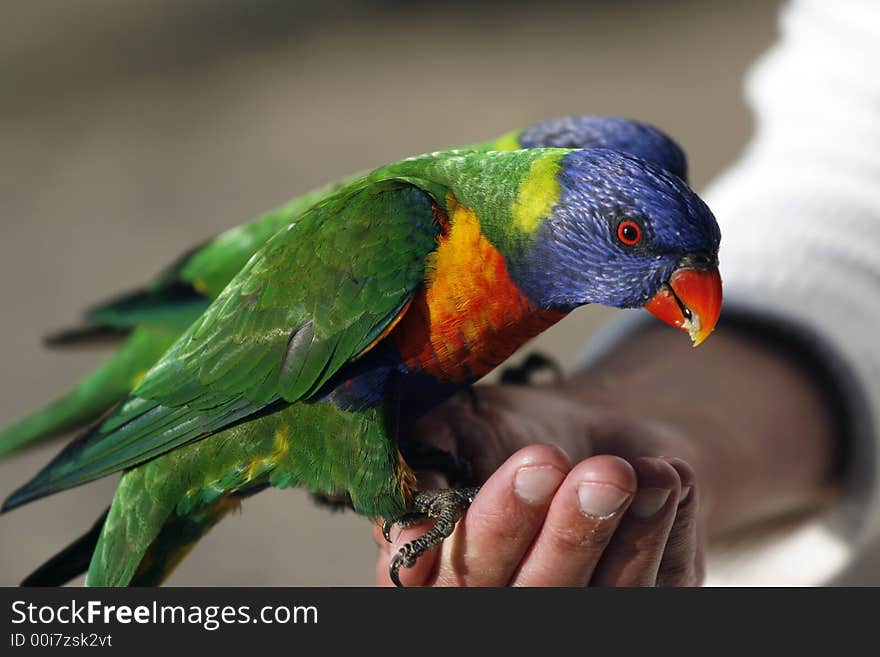 Lorikeets eating