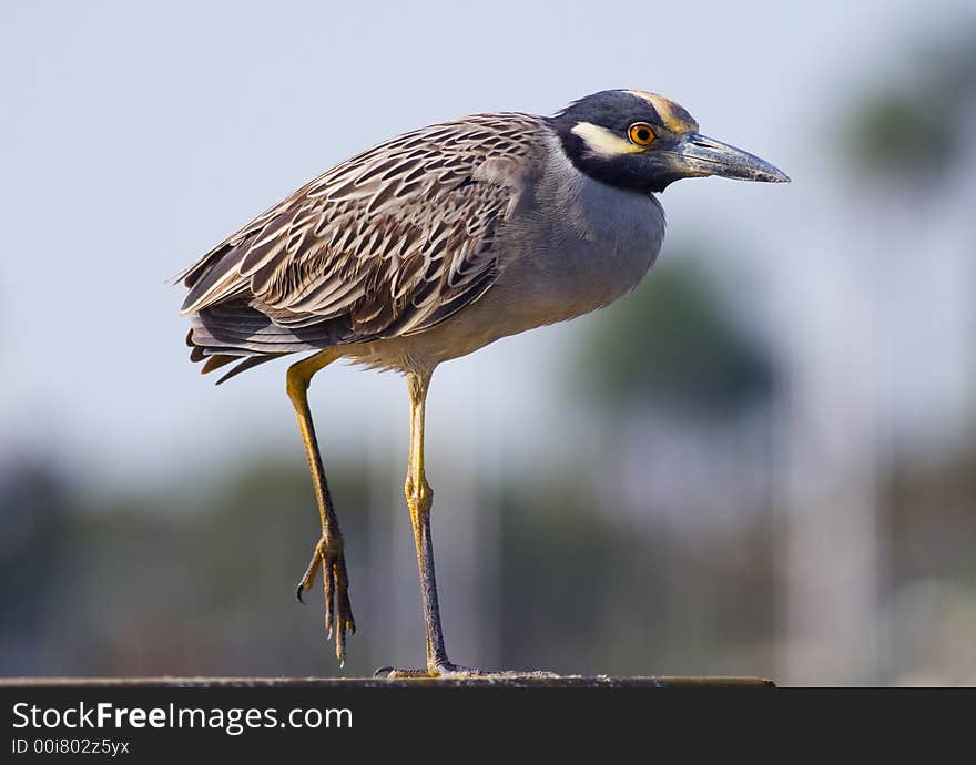 Yellow-crowned Night Heron perched on a dock in central Florida. Yellow-crowned Night Heron perched on a dock in central Florida