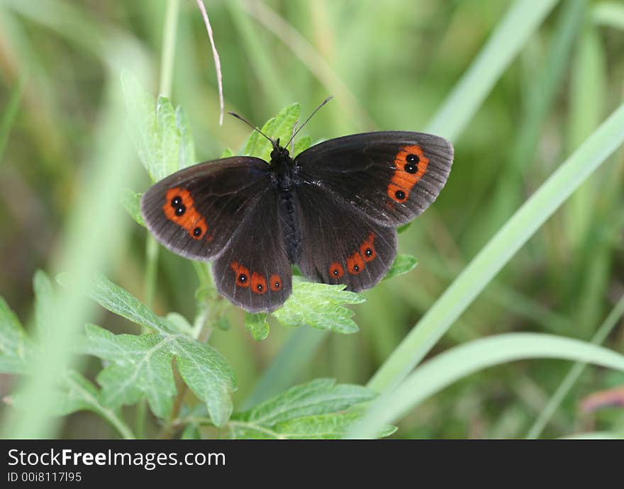 The beautiful black butterfly on green foliage