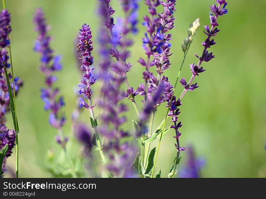 Wildflowers