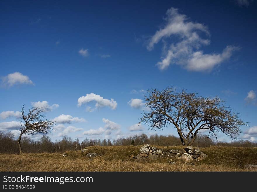 Tow trees on a windy summer day. Tow trees on a windy summer day.