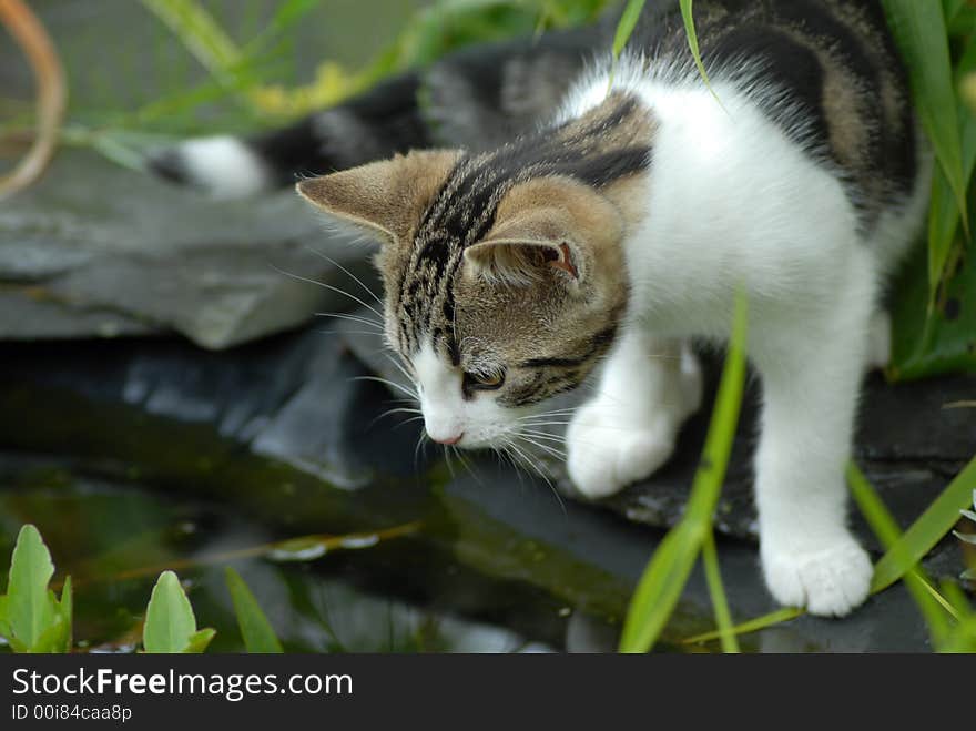 Young Cat looking in to garden pond. Young Cat looking in to garden pond.