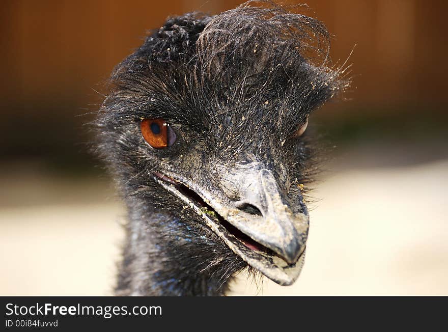 Emu