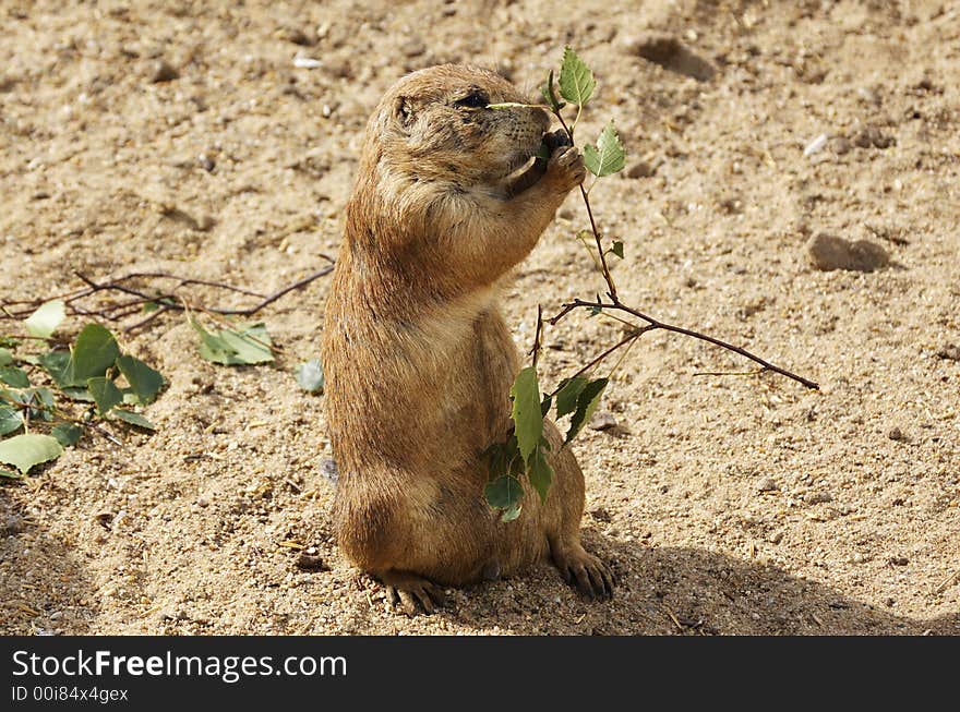 Prairie Dog