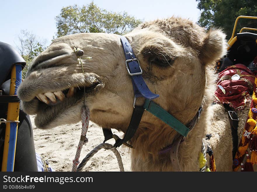 Camel in the Whitsundays, Australia. Camel in the Whitsundays, Australia.