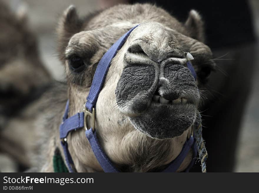 Camel showing his teeth