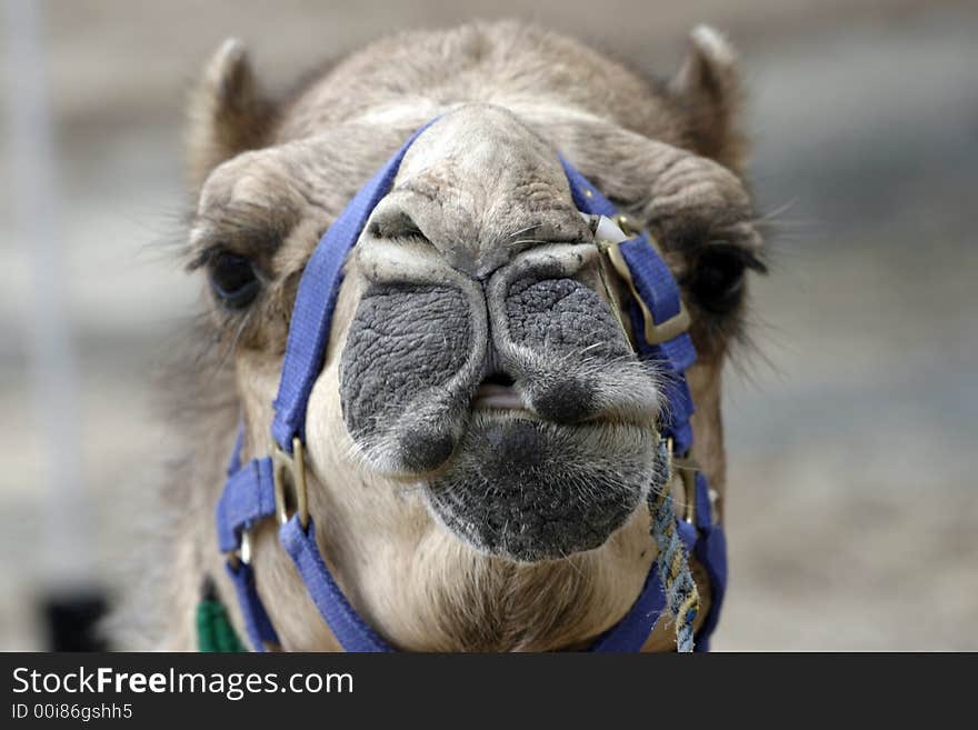 Camel showing his teeth