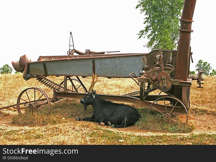 An antique wheat chopper and goat. An antique wheat chopper and goat