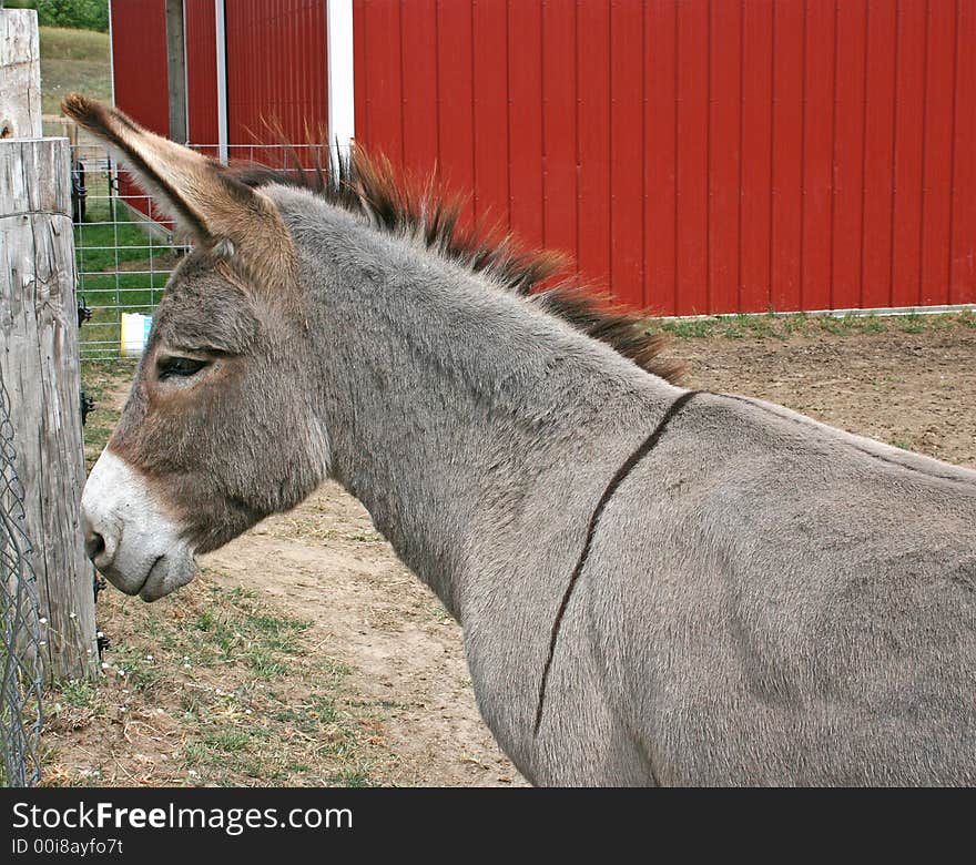 Western wild burro in barnyard. Western wild burro in barnyard