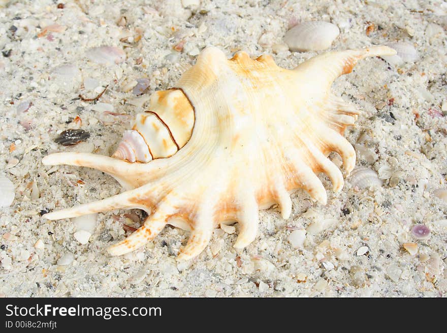 Seashell on the white sand in the coast. Seashell on the white sand in the coast