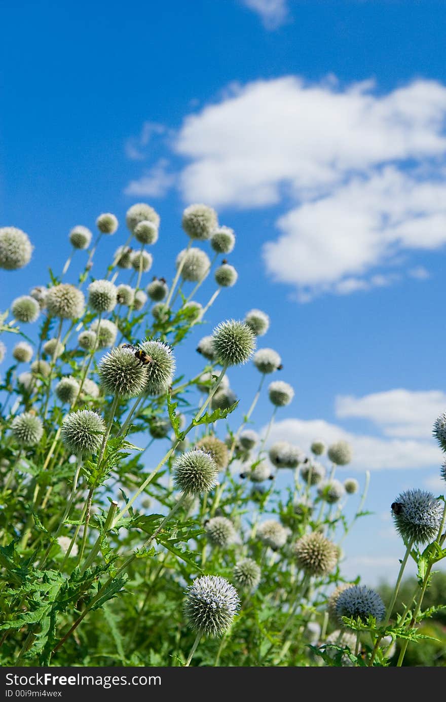 Thistle bush and bees under clear blue sky