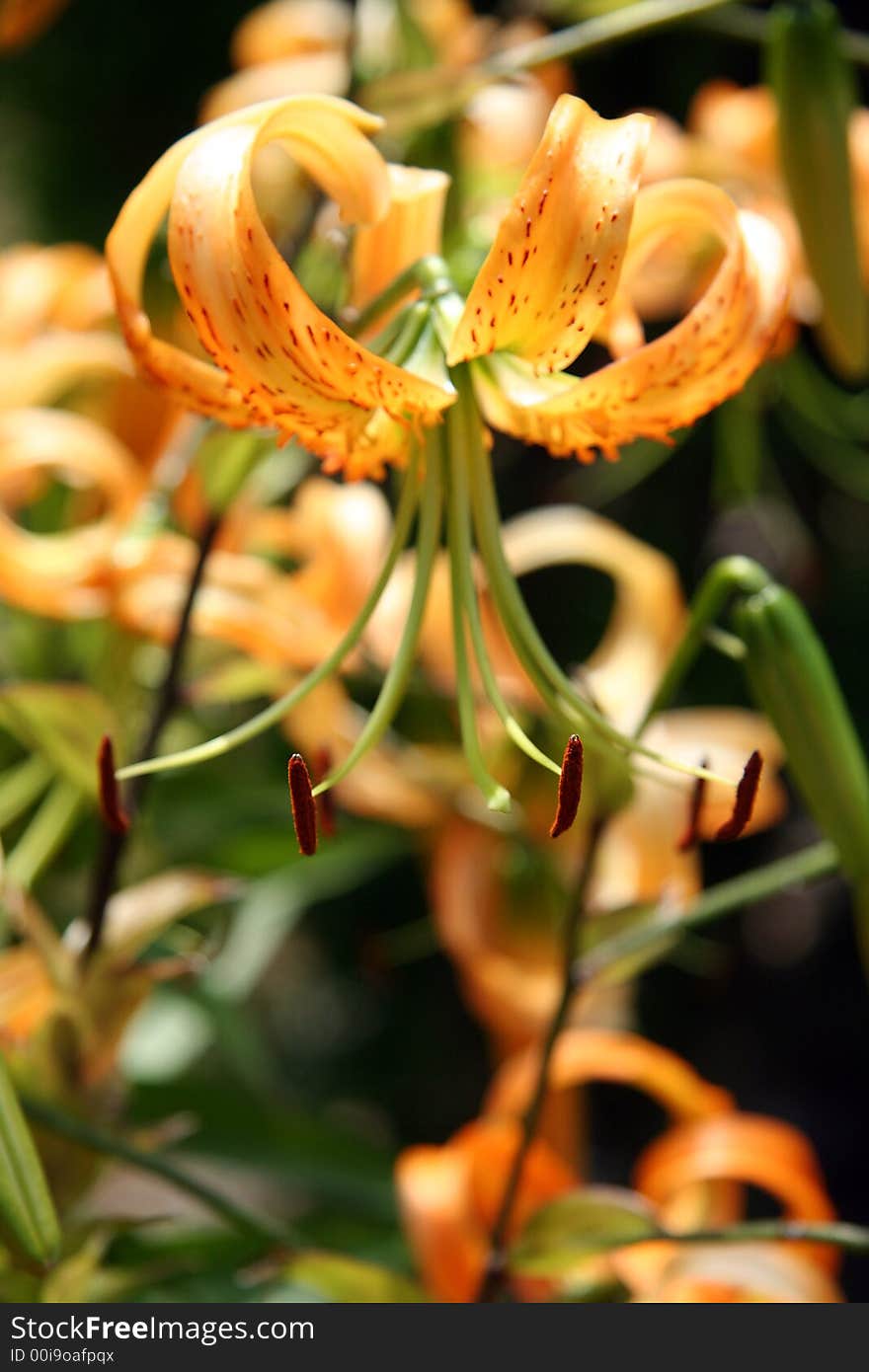 Blooming yellow flower; several same flowers blurred in background;