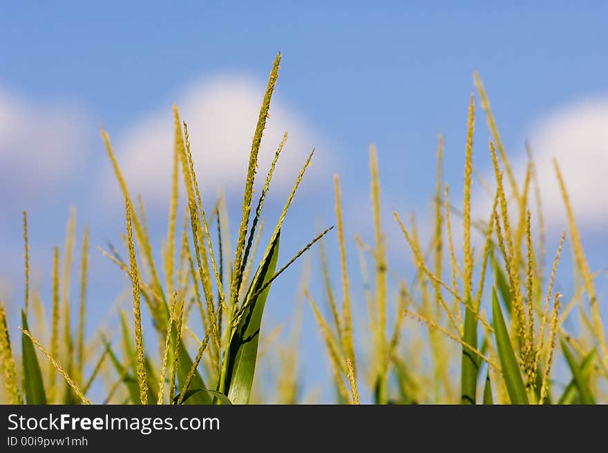 A blue sky over corn stalks in a farm field in central Illinois. A blue sky over corn stalks in a farm field in central Illinois