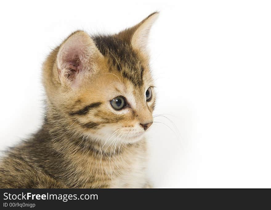 A tabby kitten on white background. A tabby kitten on white background