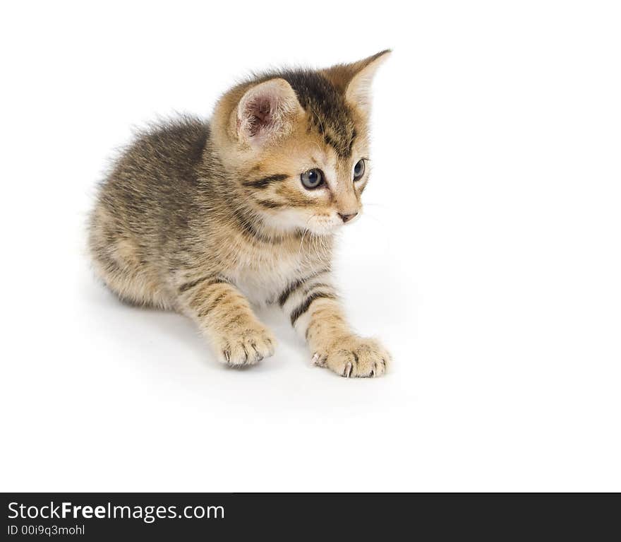 A tabby kitten pounces and plays on white background. A tabby kitten pounces and plays on white background