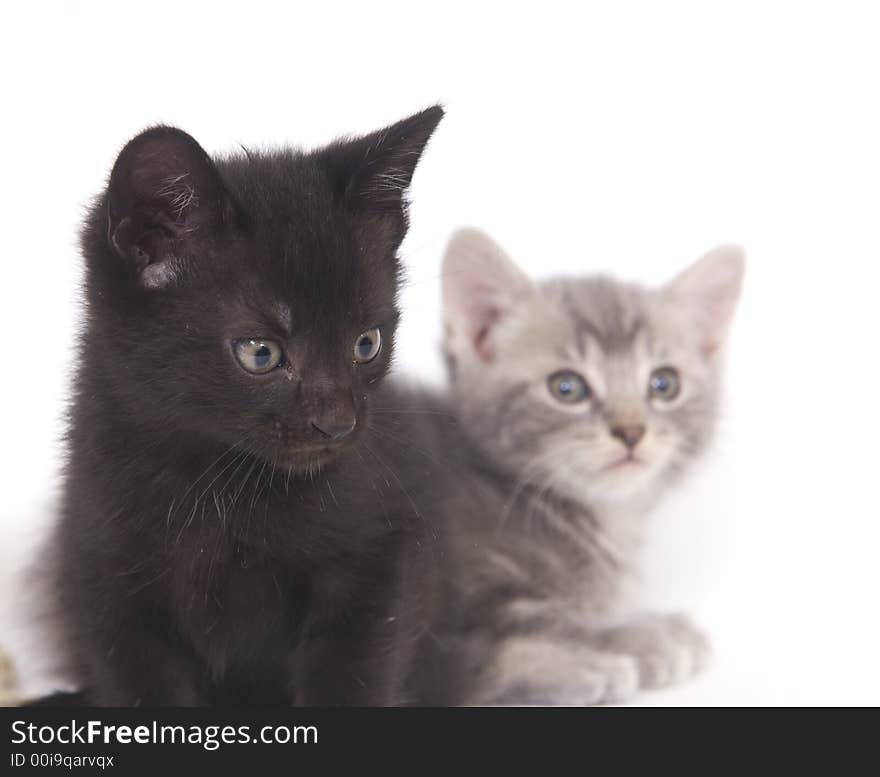 A black and gray kitten on a white background