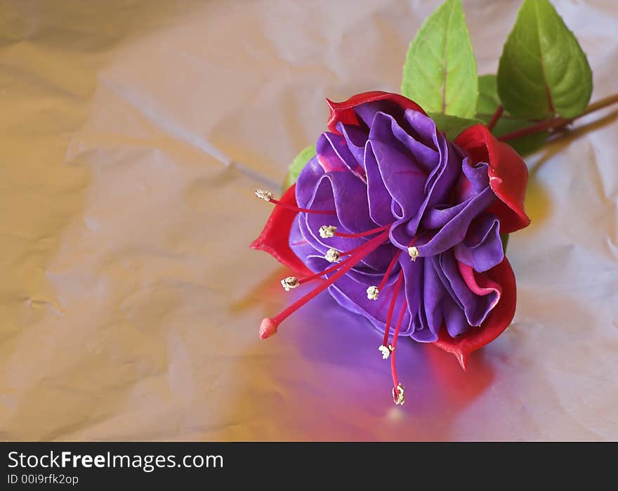 A purple and red fuchsia flower reflected in metal foil.